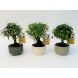 BONSAJ V OKRASNIH LONCIH MIX L11