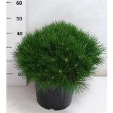 BOR ČRNI MARIE BREGEON L32