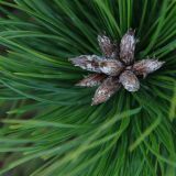 BOR DENSIFLORA LOW GLOW L3 L