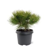 BOR DENSIFLORA LOW GLOW L3 L