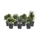BOR MIX L19 CM