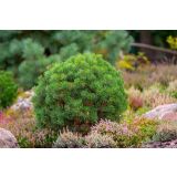 BOR MIX L19 CM
