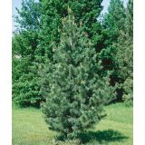 BOR PINUS FLEXILIS VANDERWOLF PYRAMID L3 L