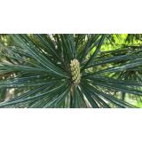 BOR PINUS FLEXILIS VANDERWOLF PYRAMID L3 L