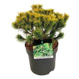 BOR PINUS MUGO CARSTENS L26 CM