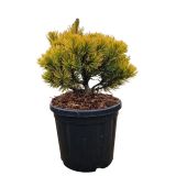 BOR PINUS MUGO CARSTENS WINTERGOLD C8