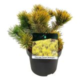 BOR PINUS MUGO CARSTENS WINTERGOLD L21 CM
