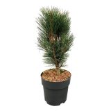 BOR PINUS NIGRA LO'S L21 CM