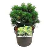 BOR PINUS NIGRA NANA L21 CM