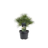 BOR PINUS STROBUS RADIATA (ZELENI BOR) L19 CM