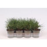 BOR RUŠEVJE (PINUS MUGO MUGHUS) L11 CM