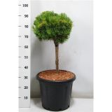 BOR WINTER GOLD NA STEBLU L38