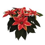 BOŽIČNA ZVEZDA EUPHORBIA PULCHERIMA HOVARIA SUPER NOVA L15