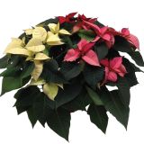 BOŽIČNA ZVEZDA EUPHORBIA PULCHERIMA TRI BARVE V ENEM LONCU L22