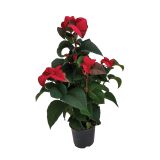 BOŽIČNA ZVEZDA EUPHORBIA PULCHERIMA WINTER ROSE PYRAMID L15