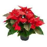 BOŽIČNA ZVEZDA GOLD GLITTER L11