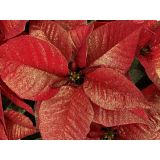 BOŽIČNA ZVEZDA GOLD GLITTER L11