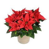 BOŽIČNA ZVEZDA BOŽIČNA ZVEZDA L11