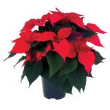 BOŽIČNA ZVEZDA L11