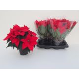 BOŽIČNA ZVEZDA L11