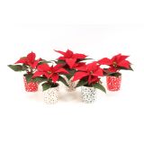 BOŽIČNA ZVEZDA BOŽIČNA ZVEZDA MINI RED V OKRASNEM LONČKU L6