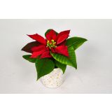 BOŽIČNA ZVEZDA BOŽIČNA ZVEZDA MINI RED V OKRASNEM LONČKU L6