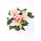 BOŽIČNA ZVEZDA MIX L11