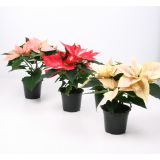 BOŽIČNA ZVEZDA MIX L11