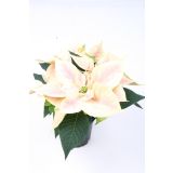 BOŽIČNA ZVEZDA MIX L11