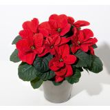 BOŽIČNA ZVEZDA MOUSE L11