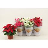 BOŽIČNA ZVEZDA PRINCETTIA MIX L11