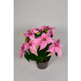 BOŽIČNA ZVEZDA PRINCETTIA MIX L11