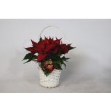 BOŽIČNA ZVEZDA V KOŠARI L11