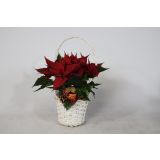 BOŽIČNA ZVEZDA V KOŠARI L11