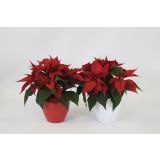 BOŽIČNA ZVEZDA V LONCU L11