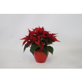 BOŽIČNA ZVEZDA V LONCU L11