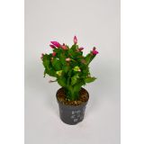 KAKTUS BOŽIČNI KAKTUS MIX