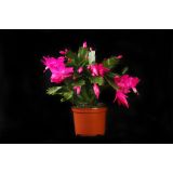 KAKTUS BOŽIČNI KAKTUS MIX