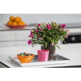 KAKTUS BOŽIČNI KAKTUS MIX