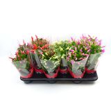 BOŽIČNI KAKTUS MIX L10.5 CM