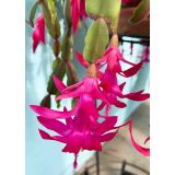 BOŽIČNI KAKTUS MIX L10.5 CM