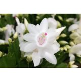 BOŽIČNI KAKTUS MIX L9