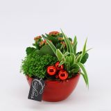 MIX ZELENIH RASTLIN BOŽIČNI NASAD V SKLEDI L14