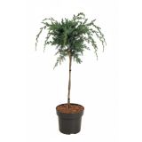 BRIN BLUE ALPS NA DEBLU 45 CM L23 CM