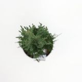 IGLAVEC BRIN BLUE ARROW L38