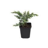 BRIN BLUE PACIFIC L17