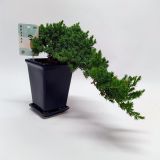 BRIN BONSAI KASKADA L14 CM V OKRAS. LON.