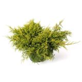 BRIN GOLD STAR L19 CM