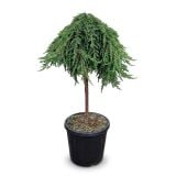 BRIN JUNIPEERUS COMM. GREEN MANTLE NA DEBLU C15 L