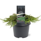 BRIN JUNIPERUS GREEN CARPET L19 CM